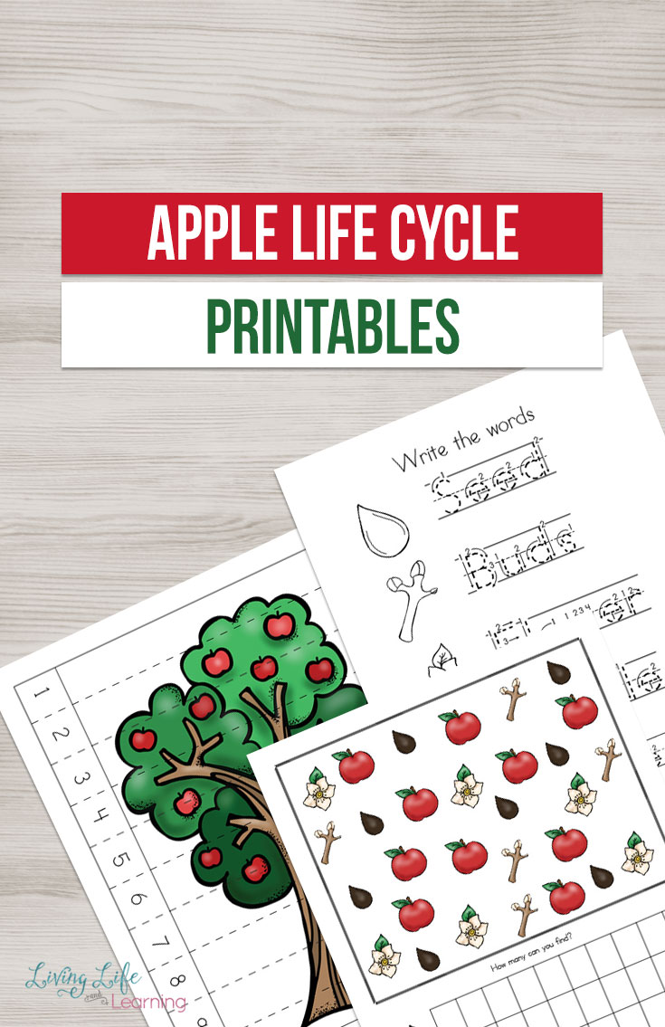 Apple Life Cycle Worksheets