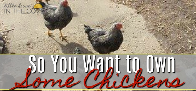 So You Want to Own Some Chickens